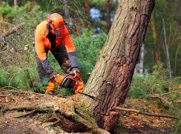 Trusted Wabasso, FL Tree Removal and Landscaping Services Experts